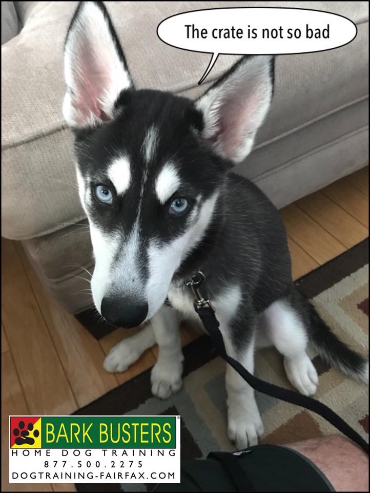 Crate training a siberian husky outlet puppy