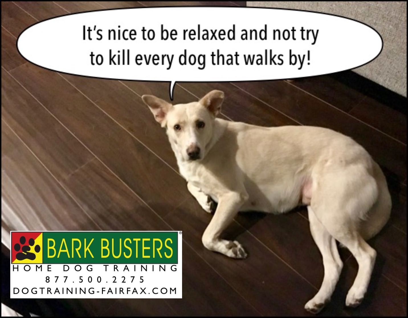 bark busters aggressive dogs