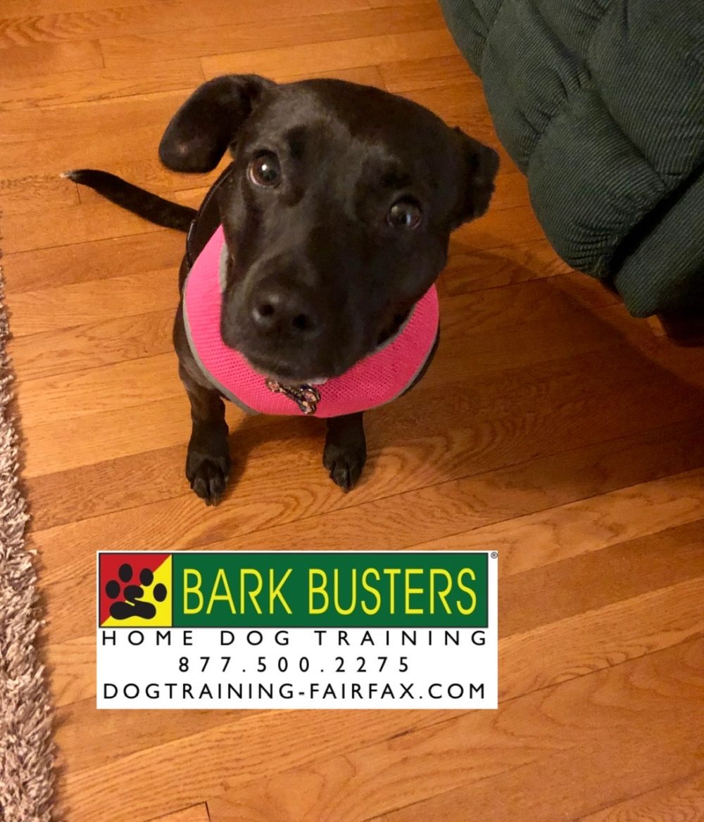 adopting-a-dog-with-separation-anxiety-dog-training-fairfax